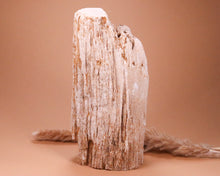 Lade das Bild in den Galerie-Viewer, Versteinertes Holz Unikat
